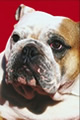 bull dog